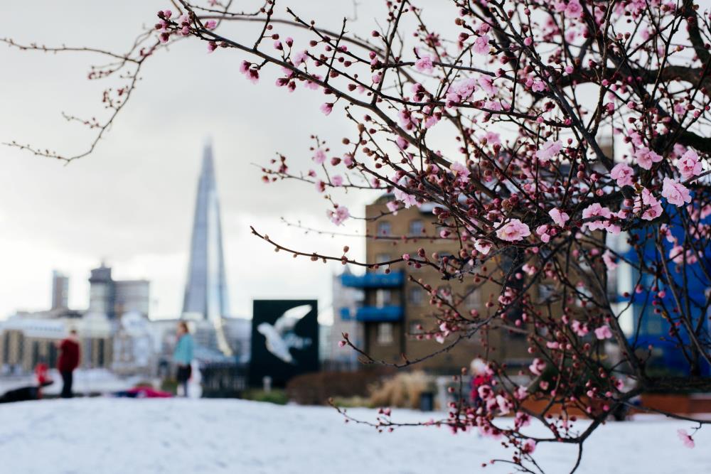 Blooming tree in snowy city